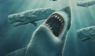 巨齿鲨的四个天敌